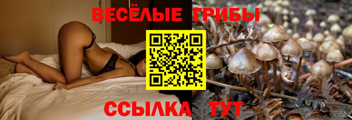 Псилоцибиновые грибы Psilocybe Красноярск